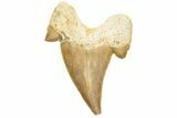 Fossil Shark Tooth (Otodus) - Morocco #226880-1